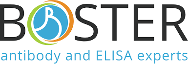 Rabbit IgG polyclonal antibody for GM130 detection. Tested with WB, IHC-P, IHC-F, ICC/IF, FCM, Direct ELISA in Human,Mouse,Rat., UoM: 1 * 100 µG